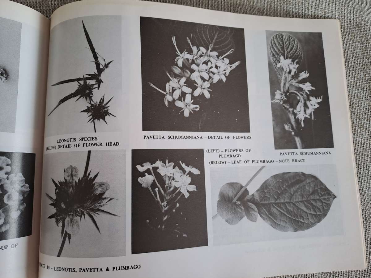 Dont Eat These: A guide to some local African Poisonous Plants (including mushrooms)