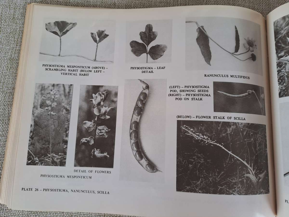 Dont Eat These: A guide to some local African Poisonous Plants (including mushrooms)