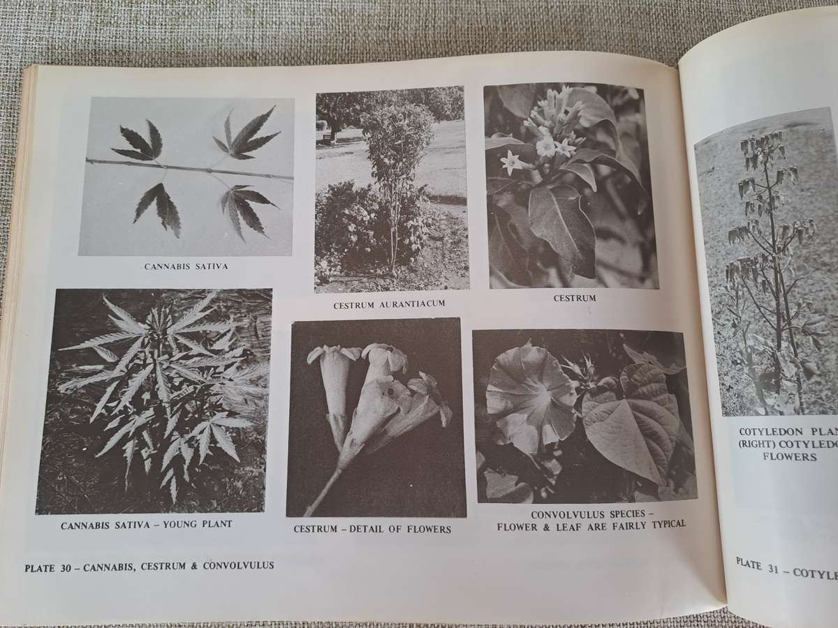 Dont Eat These: A guide to some local African Poisonous Plants (including mushrooms)