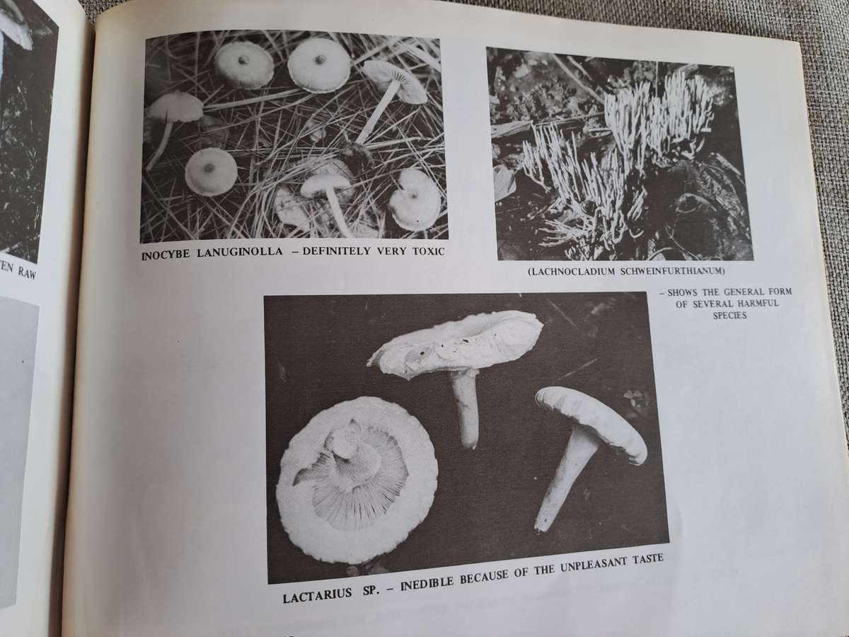 Dont Eat These: A guide to some local African Poisonous Plants (including mushrooms)