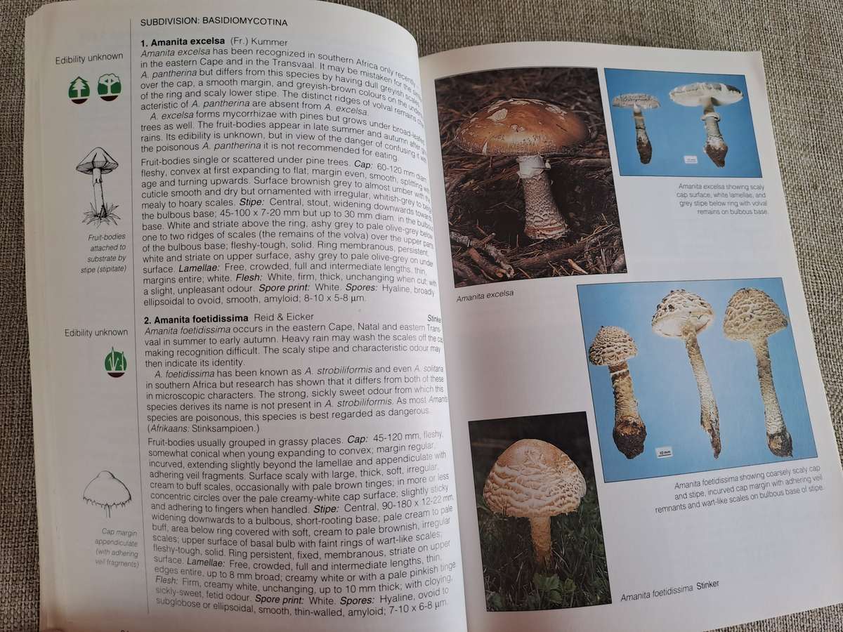 Field Guide Mushrooms of Southern Africa
