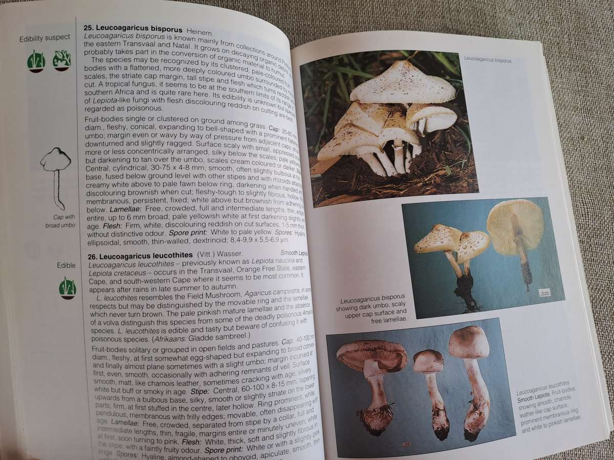 Field Guide Mushrooms of Southern Africa