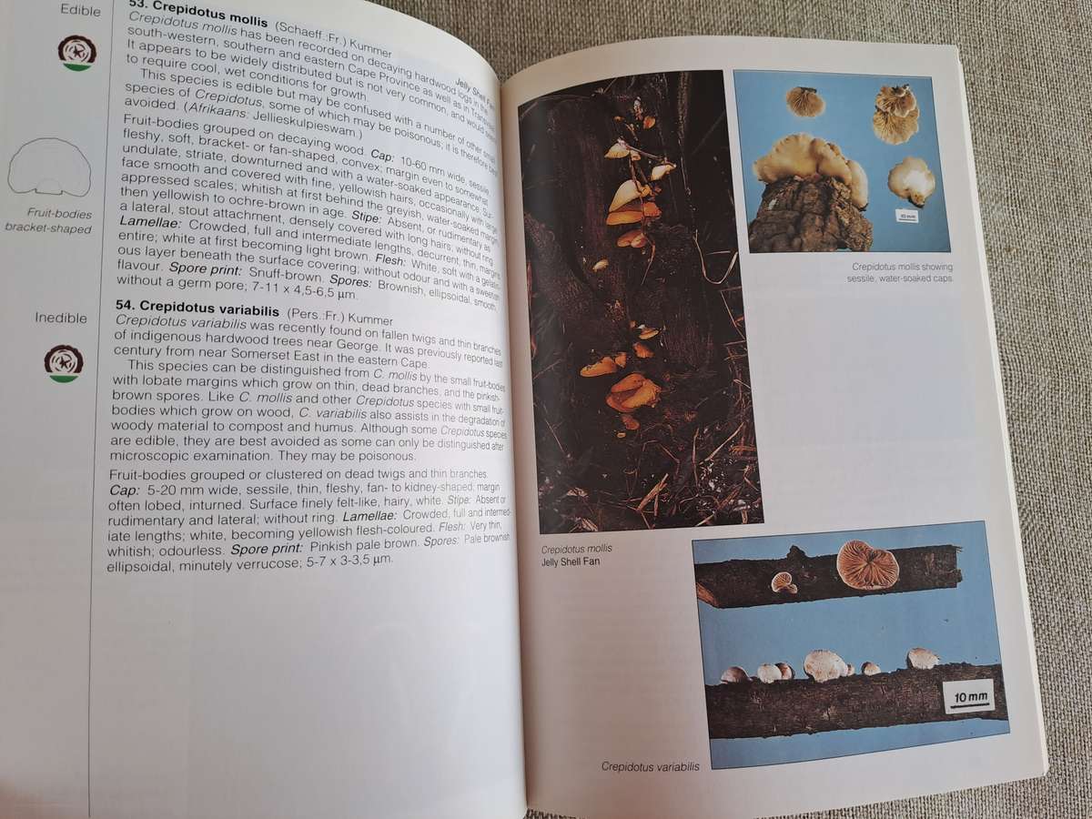 Field Guide Mushrooms of Southern Africa