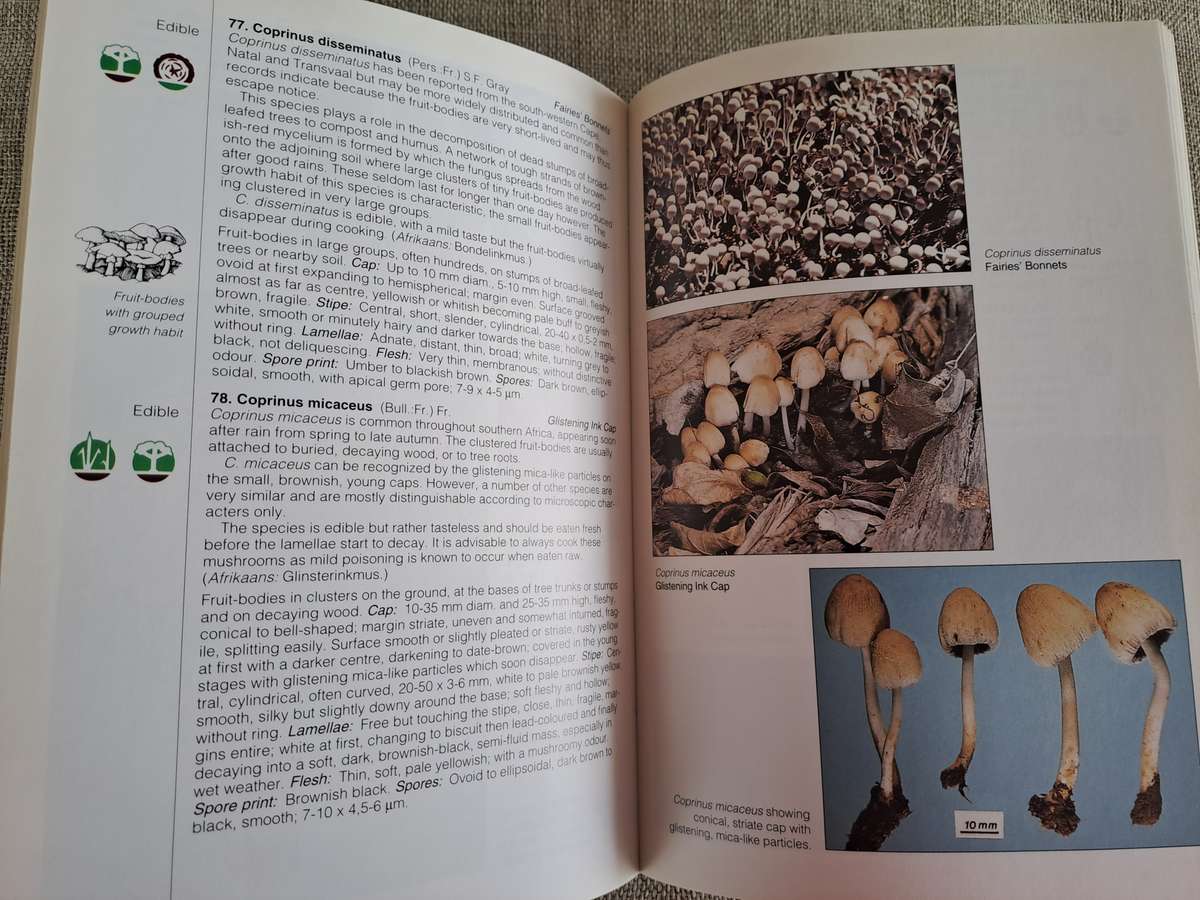 Field Guide Mushrooms of Southern Africa