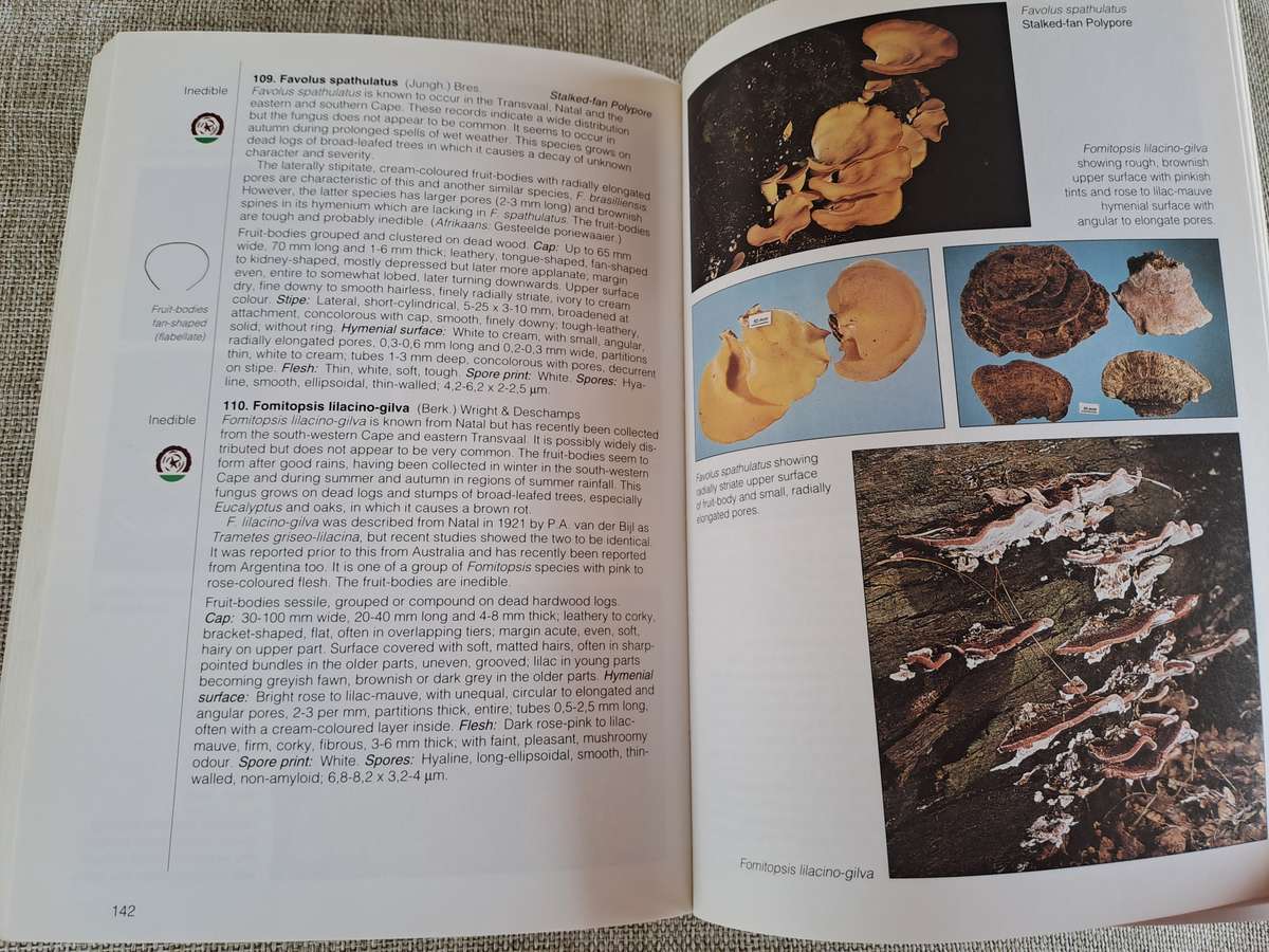 Field Guide Mushrooms of Southern Africa
