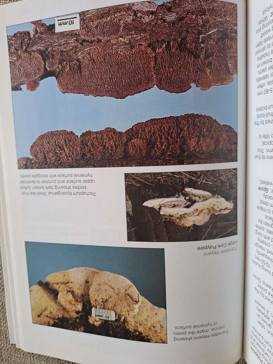 Field Guide Mushrooms of Southern Africa