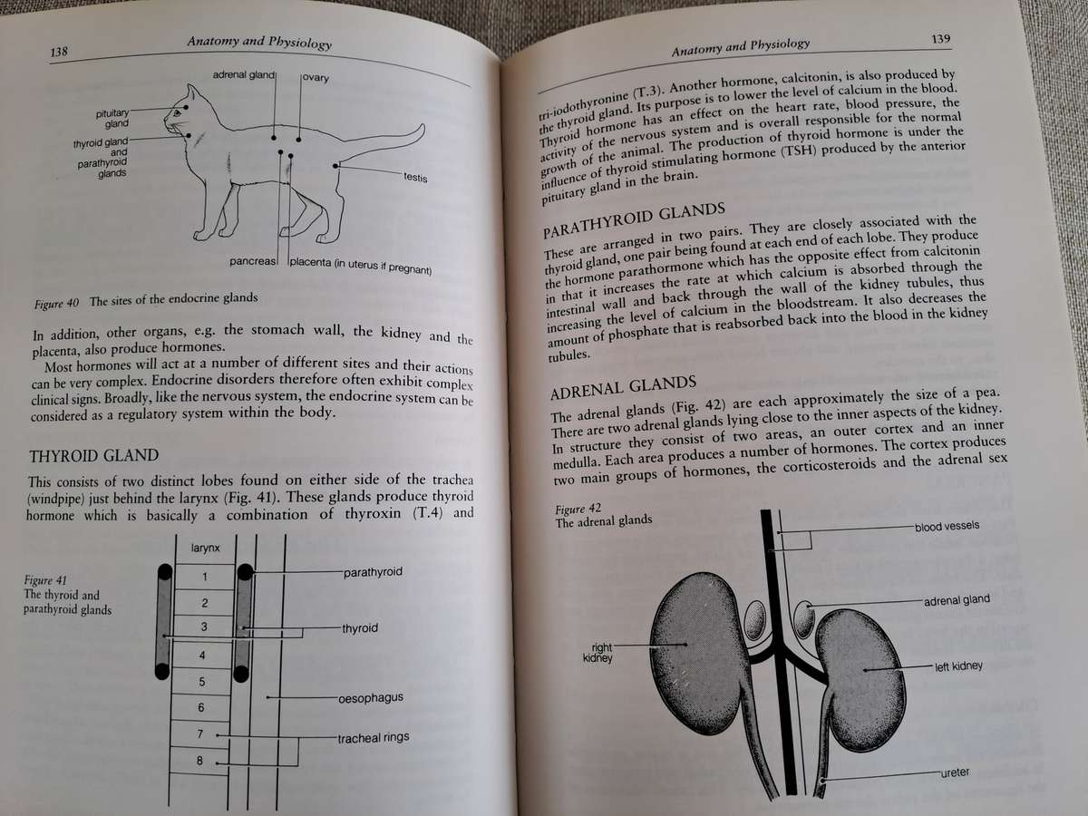 Veterinary Notes for Cat Owners - Trevor & Jean Turner