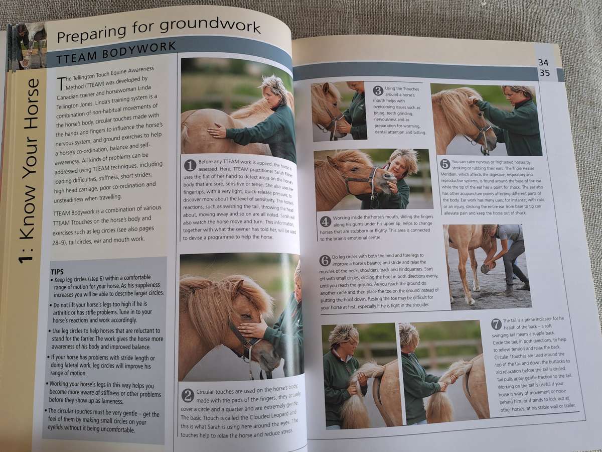 Groundwork Training for your horse - Lesley Bayley