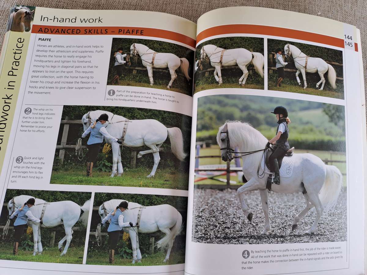 Groundwork Training for your horse - Lesley Bayley