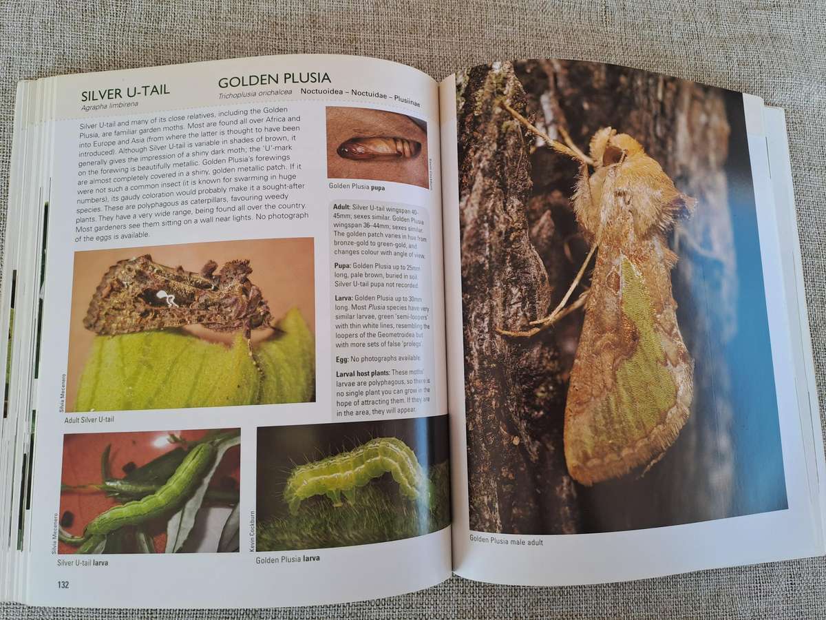 Gardening for Butterflies: Planning and Planting an insect-friendly garden in South Africa (Signed)