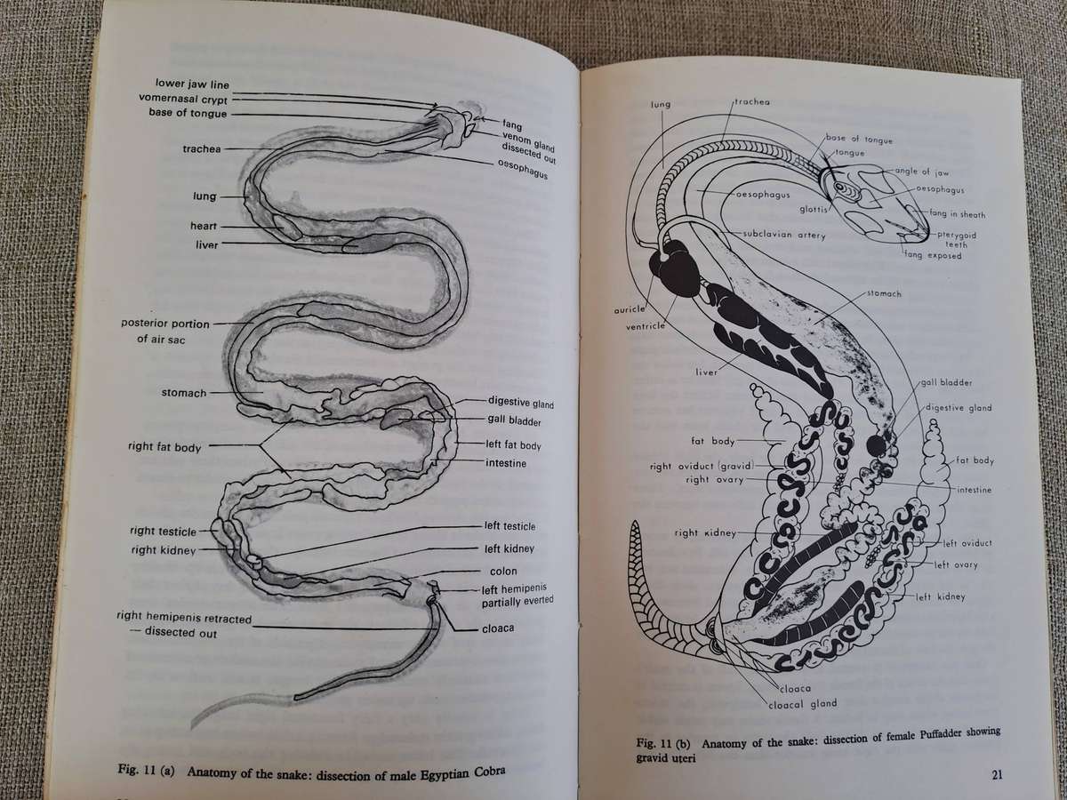 Snakes of Rhodesia  Bundu Series