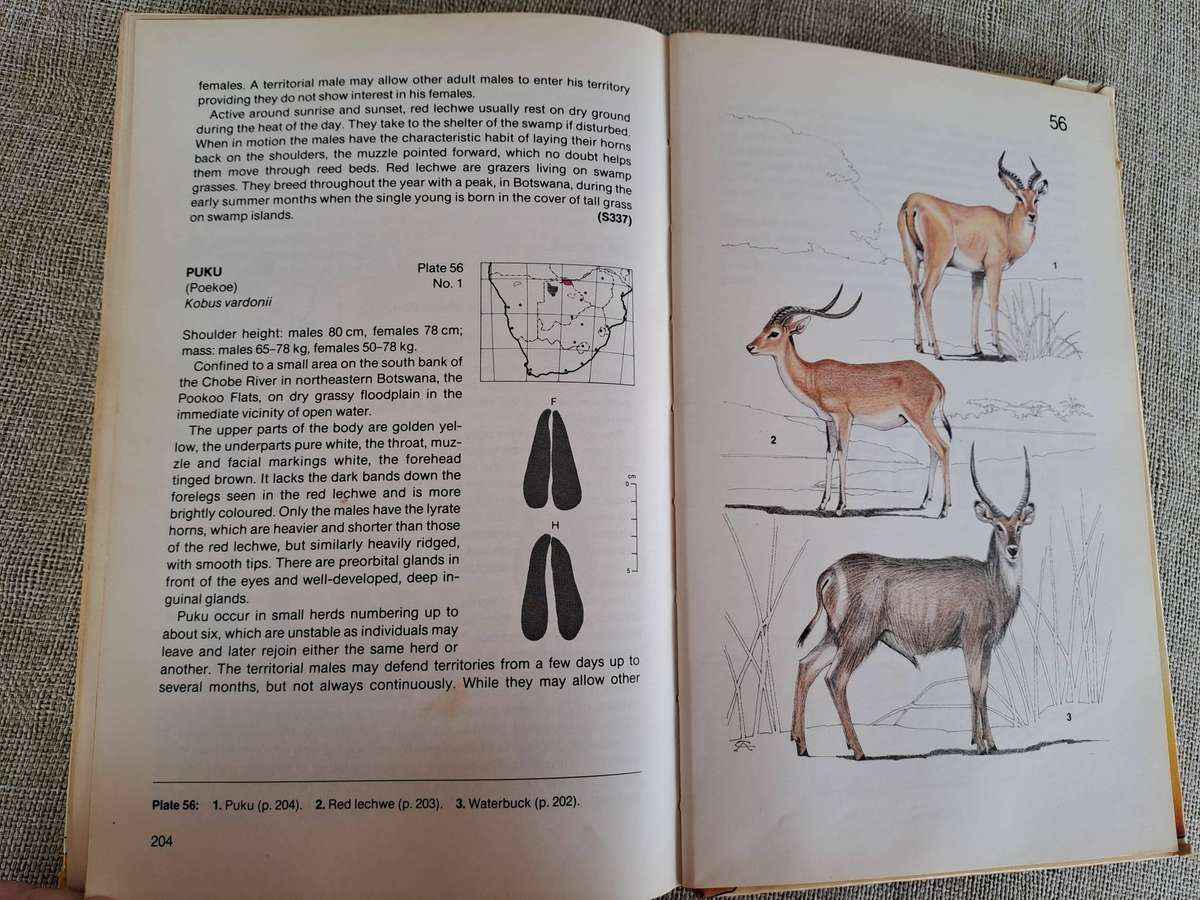 Land Mammals of Southern Africa: A Field Guide