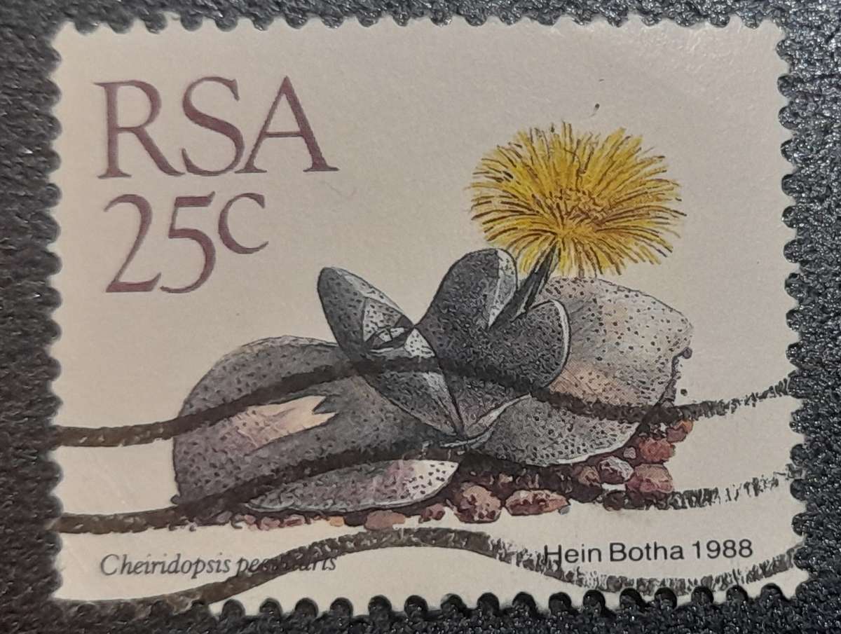 South Africa Cheiridopsis 1988 Stamp 25c