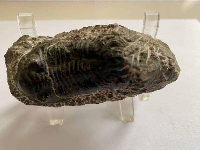 Trilobite Fossil