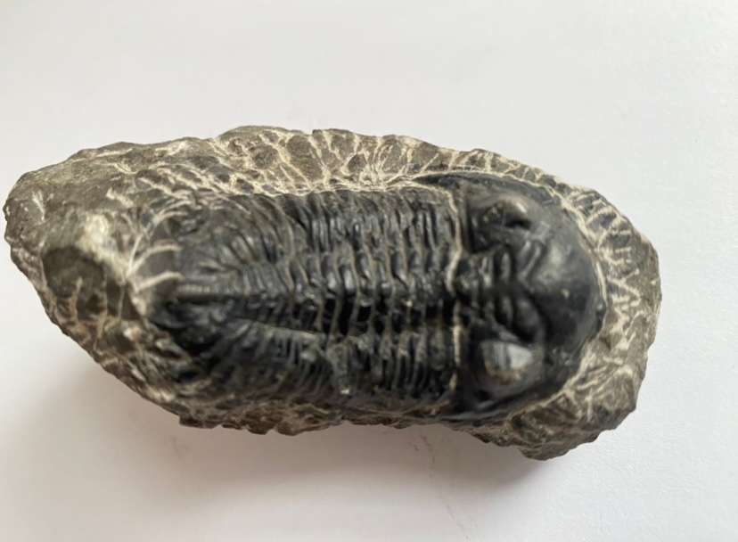 Trilobite Fossil
