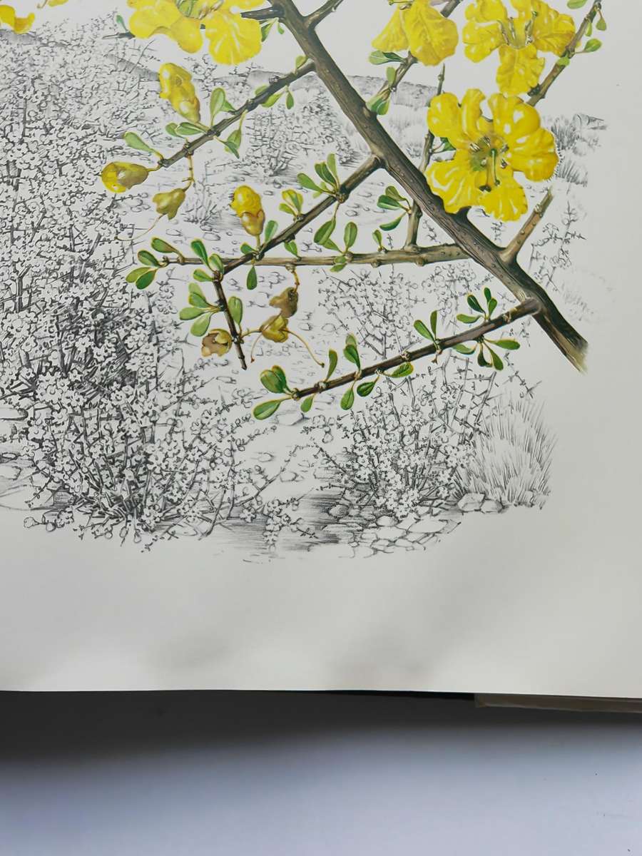 Flowers of Southern Africa by Auriol Ballen