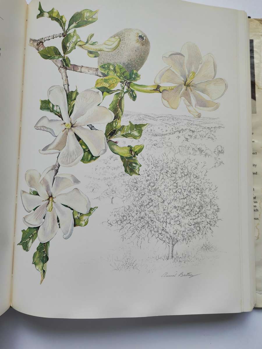 Flowers of Southern Africa by Auriol Ballen