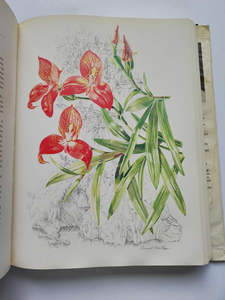 Flowers of Southern Africa by Auriol Ballen