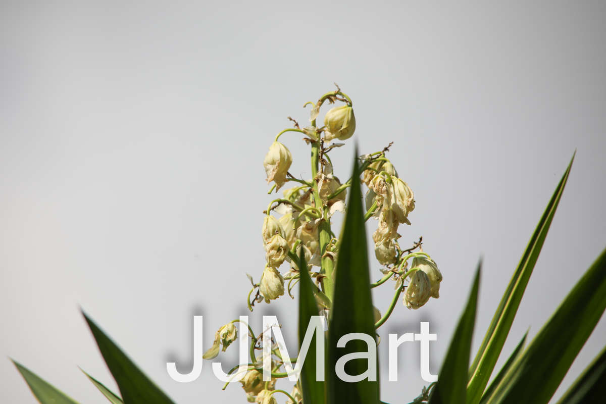 Sigma 150-500mm Lens for Canon with Lens Caps and Cover