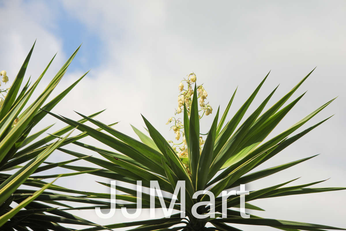 Sigma 150-500mm Lens for Canon with Lens Caps and Cover