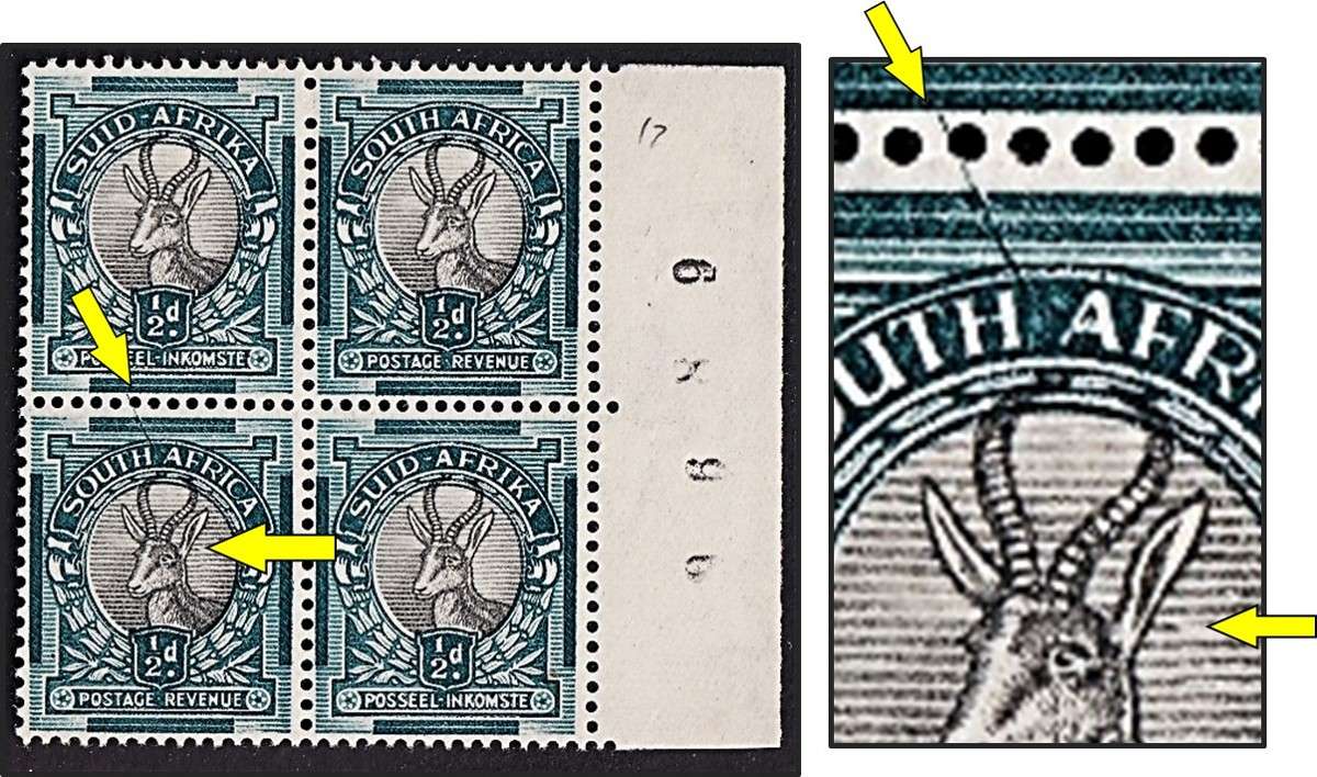 1936 Union ½d MM/UMM Positional Variety (CC.55d) - Green Oblique Line/Tag in Ear - RARE