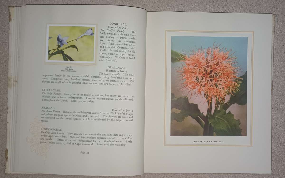 Our South African Flora-Ons Suid-Afrikaanse Plantegroei