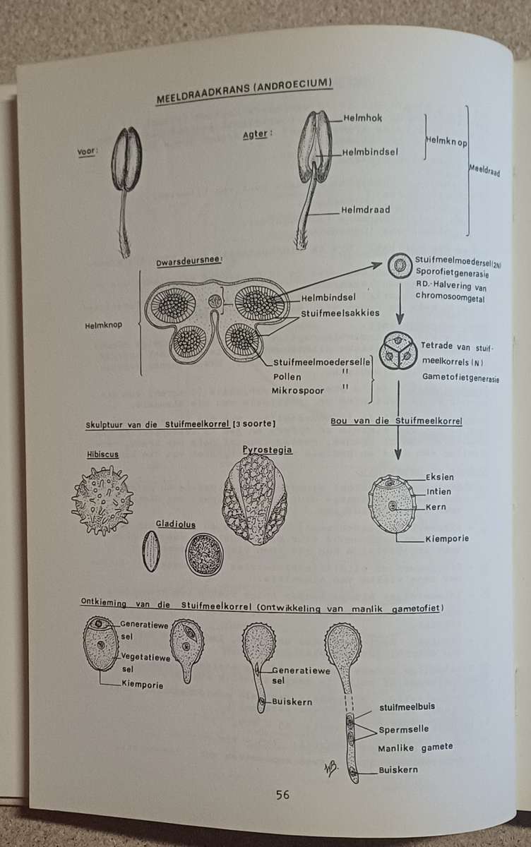 ALGEMENE PLANTKUNDE H. P. van der Schijff