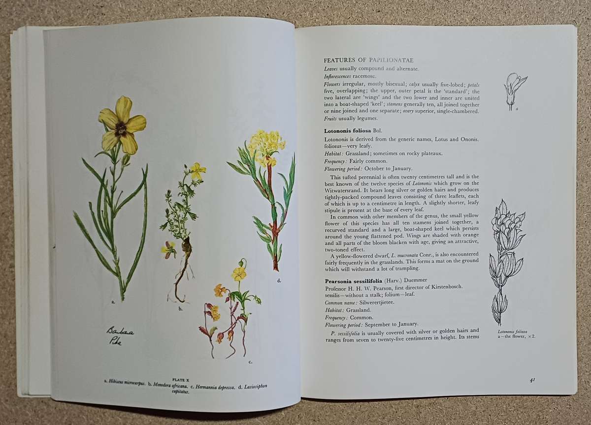 WILDFLOWERS OF THE WITWATERSRAND ANNABELLE LUCAS