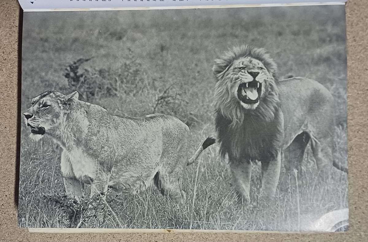 SIMBA The Life Of The Lion by C. A. W. Guggisberg