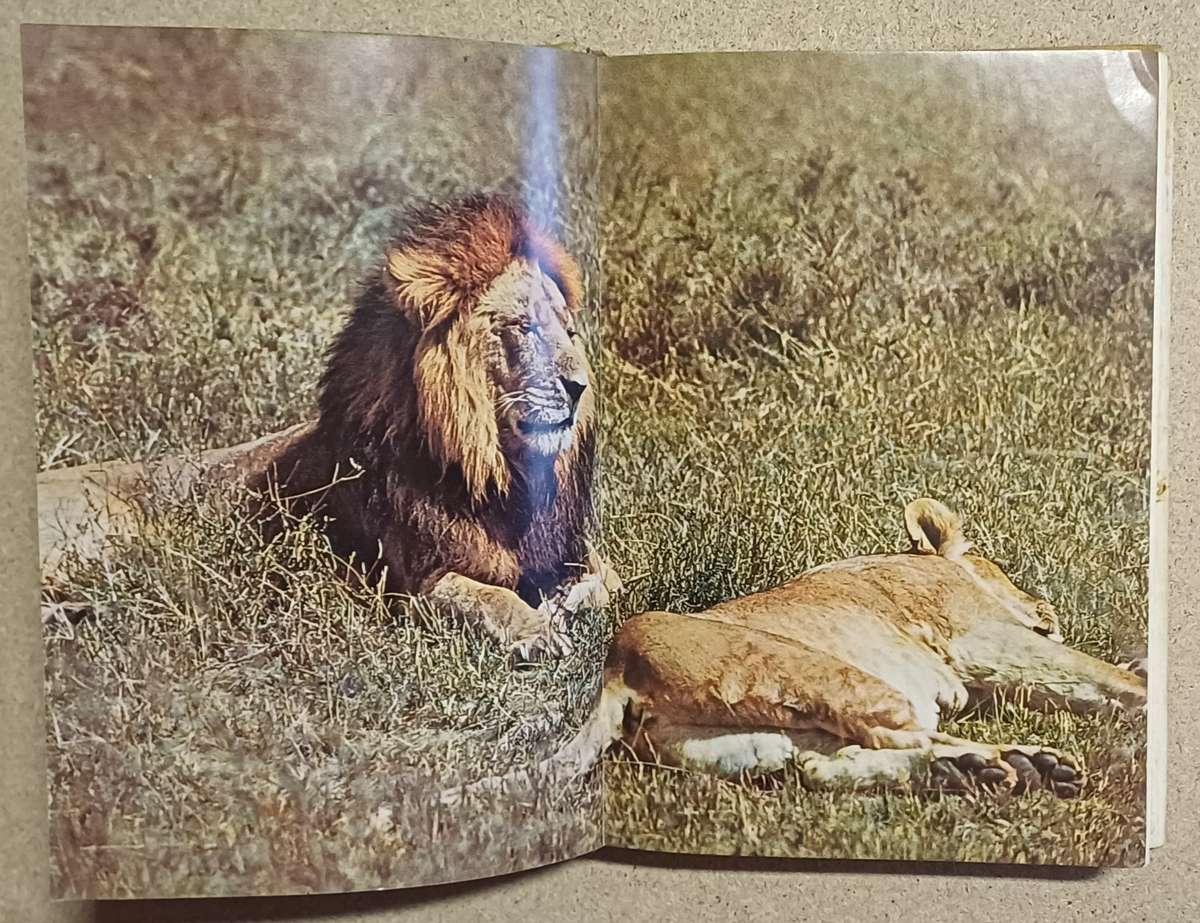 SIMBA The Life Of The Lion by C. A. W. Guggisberg