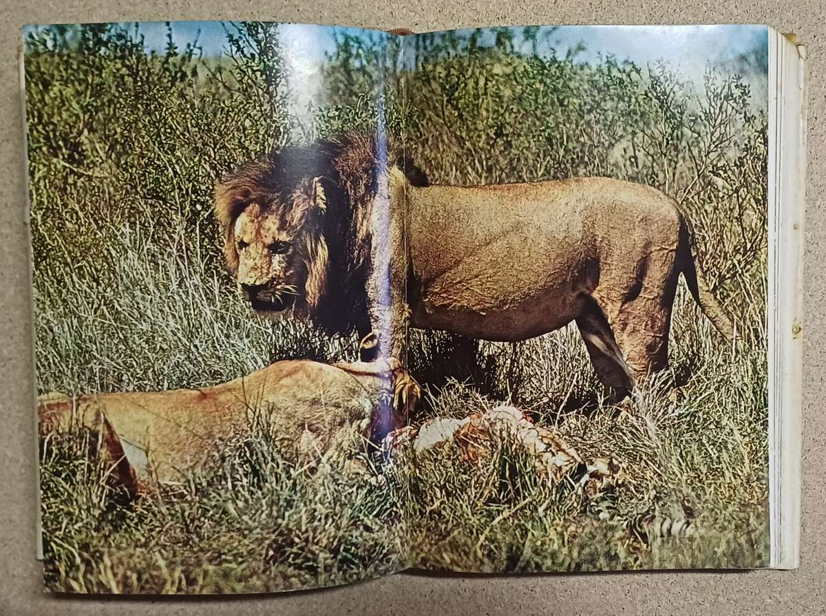 SIMBA The Life Of The Lion by C. A. W. Guggisberg