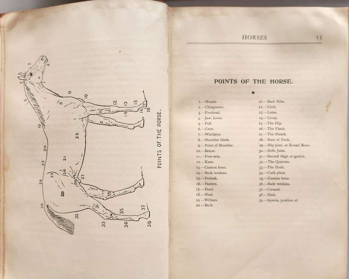 Horses Dogs Birds & Cattle (Animals treatment First Aid)