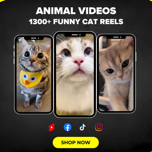 1,300+ Animal & Cat Videos  The Ultimate Pet Content Collection!
