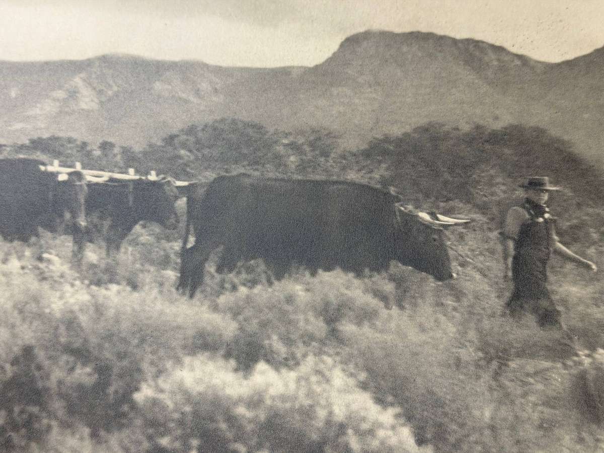 Large 1938 Voortrekker Centenary Commemorative Ox-Wagon Print (56 cm x 45.5 cm)