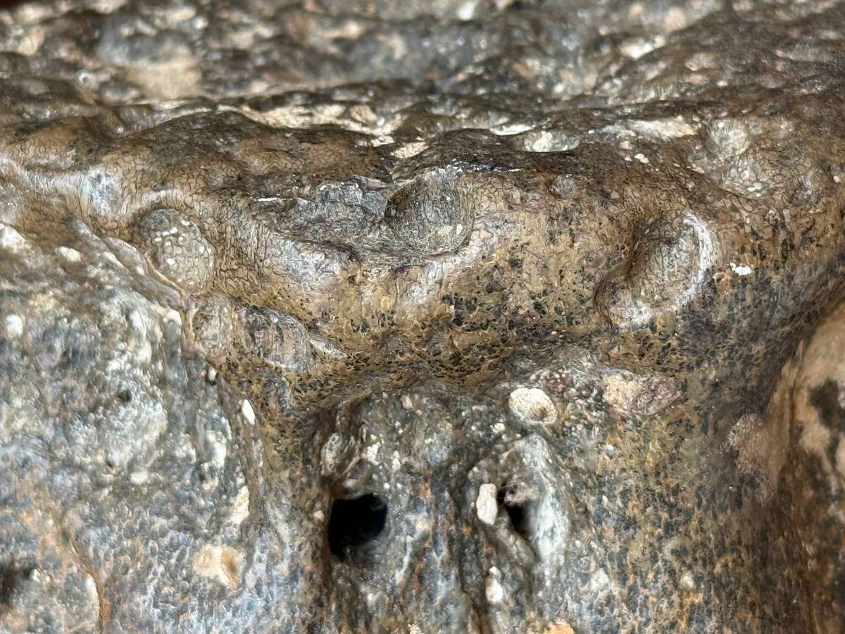 Fossil - 14cm x 10cm x 8cm 1.471kg