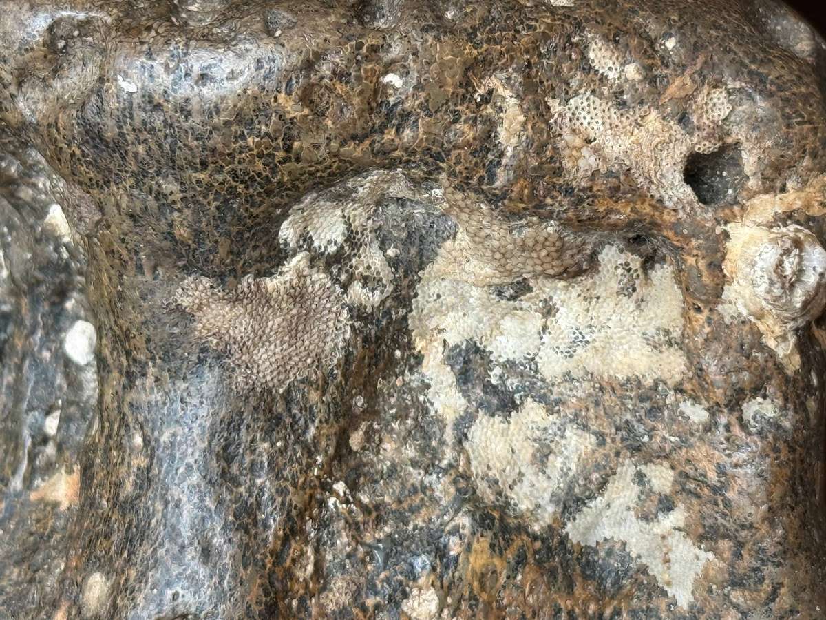 Fossil - 14cm x 10cm x 8cm 1.471kg