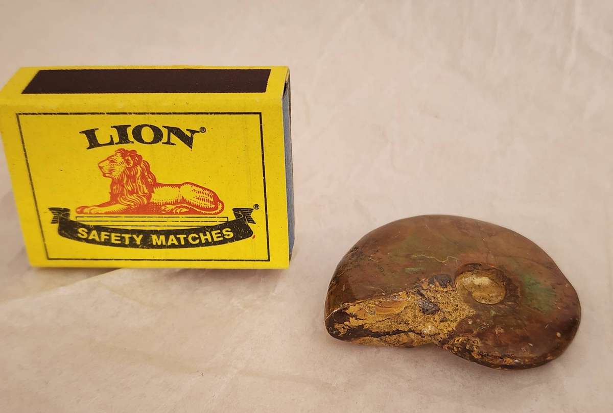 FOSSILIZED NAUTILUS Shell -rock and a lovely decorative item! seldom offered and a bargain!  WOW