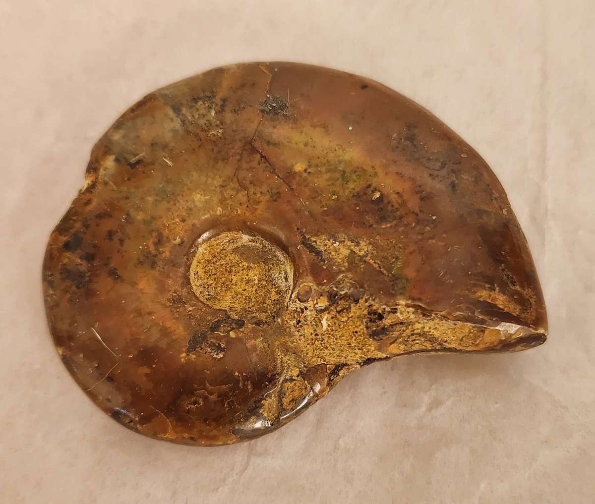 FOSSILIZED NAUTILUS Shell -rock and a lovely decorative item! seldom offered and a bargain!  WOW