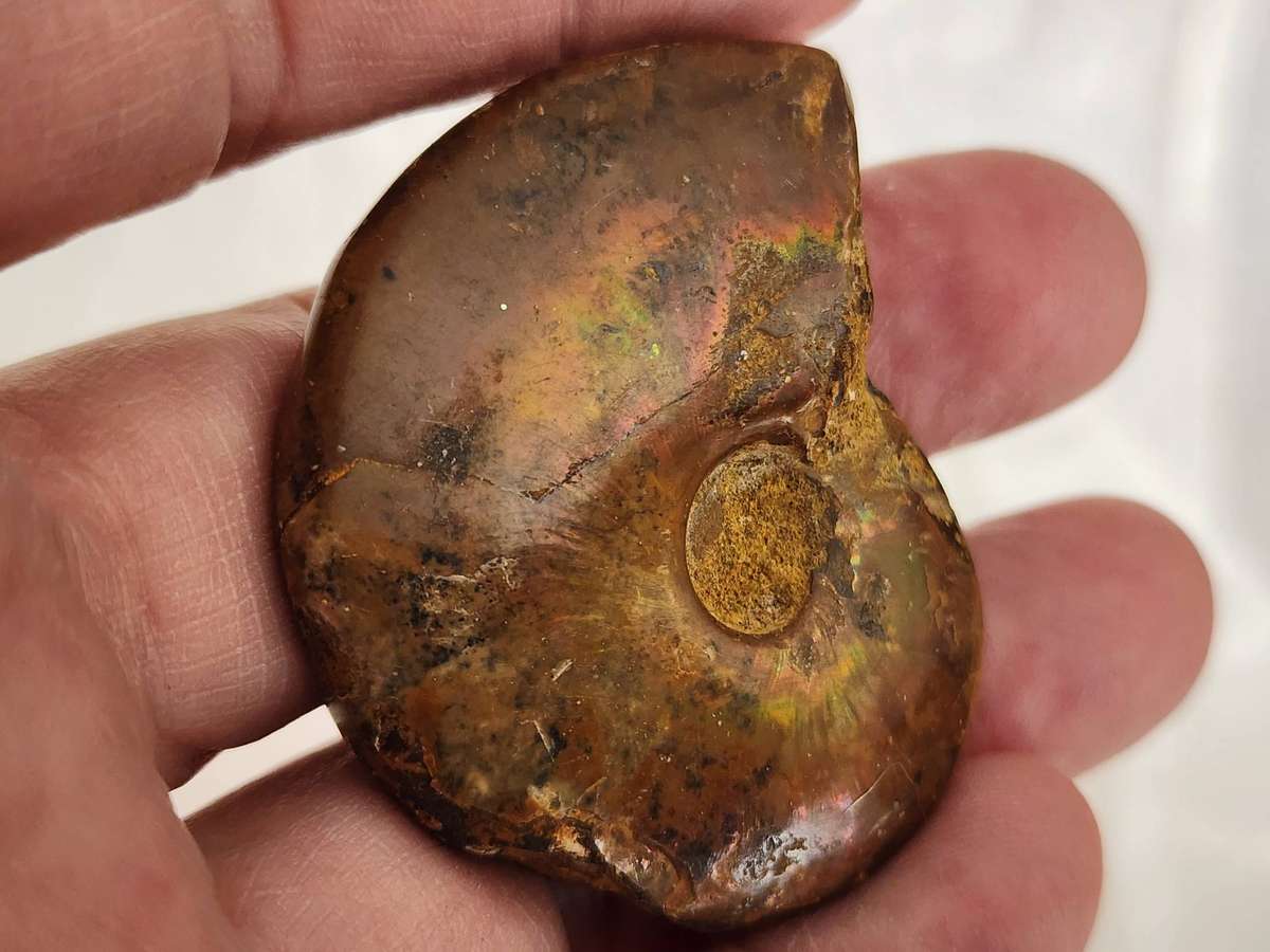 FOSSILIZED NAUTILUS Shell -rock and a lovely decorative item! seldom offered and a bargain!  WOW