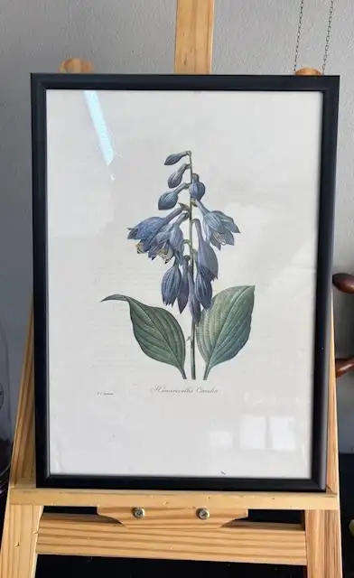 8pcs Vintage Botanical Illustration Posters - 35x28cm Framed Art Prints with Wooden Frames