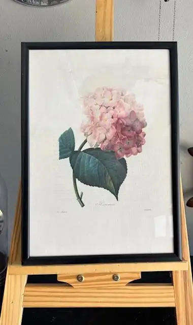 8pcs Vintage Botanical Illustration Posters - 35x28cm Framed Art Prints with Wooden Frames
