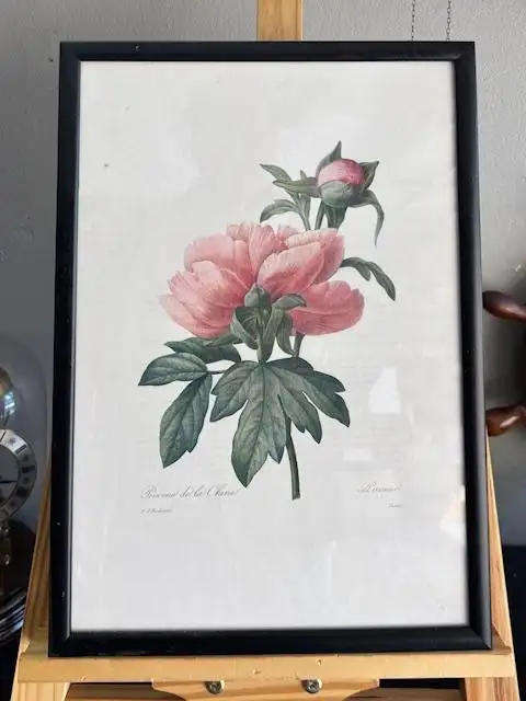 8pcs Vintage Botanical Illustration Posters - 35x28cm Framed Art Prints with Wooden Frames