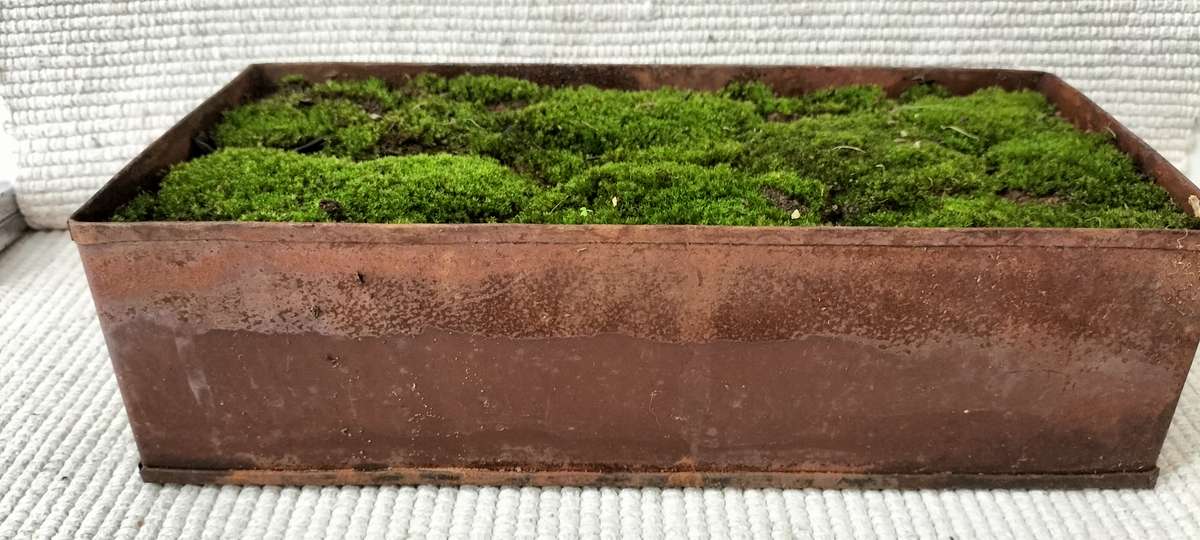 A Magnificent Living Moss Garden (nr1)