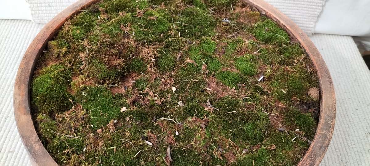 A Magnificent Living Moss Garden (nr2)