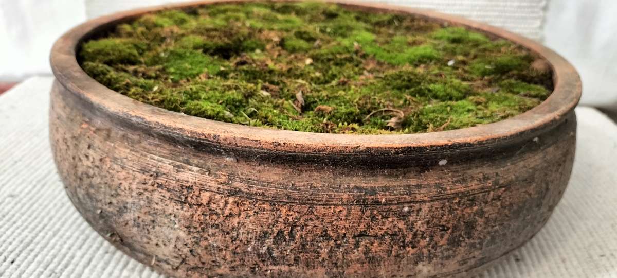 A Magnificent Living Moss Garden (nr2)