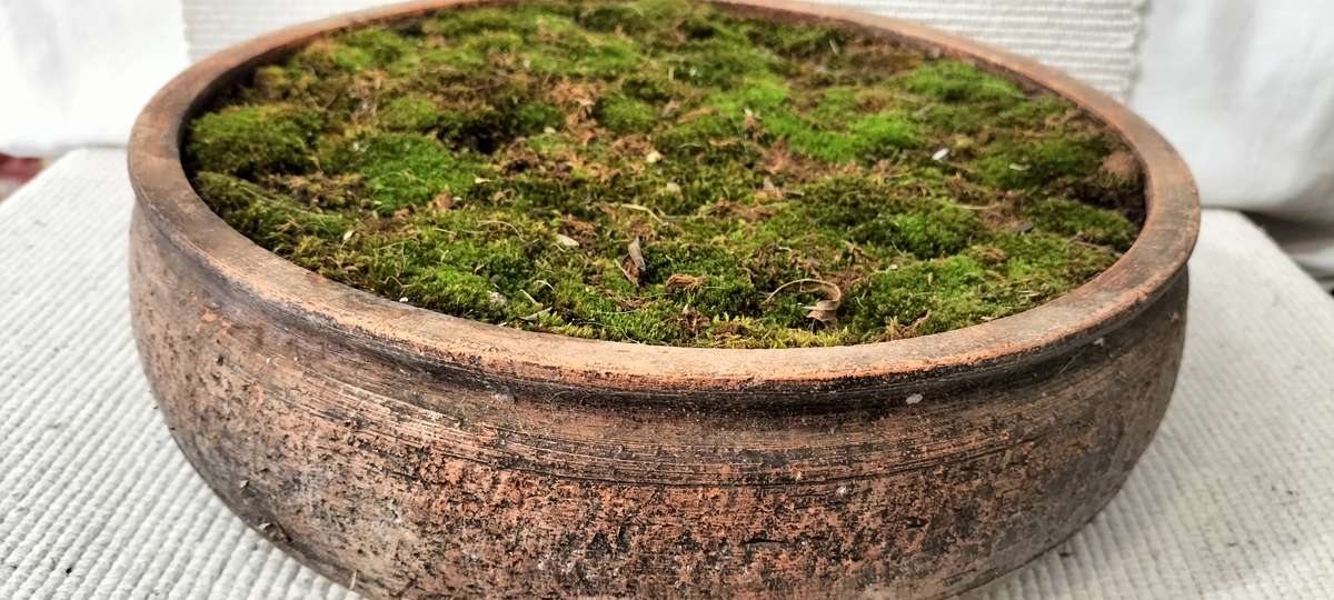 A Magnificent Living Moss Garden (nr2)