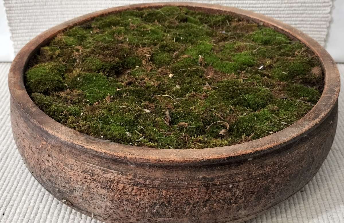 A Magnificent Living Moss Garden (nr2)