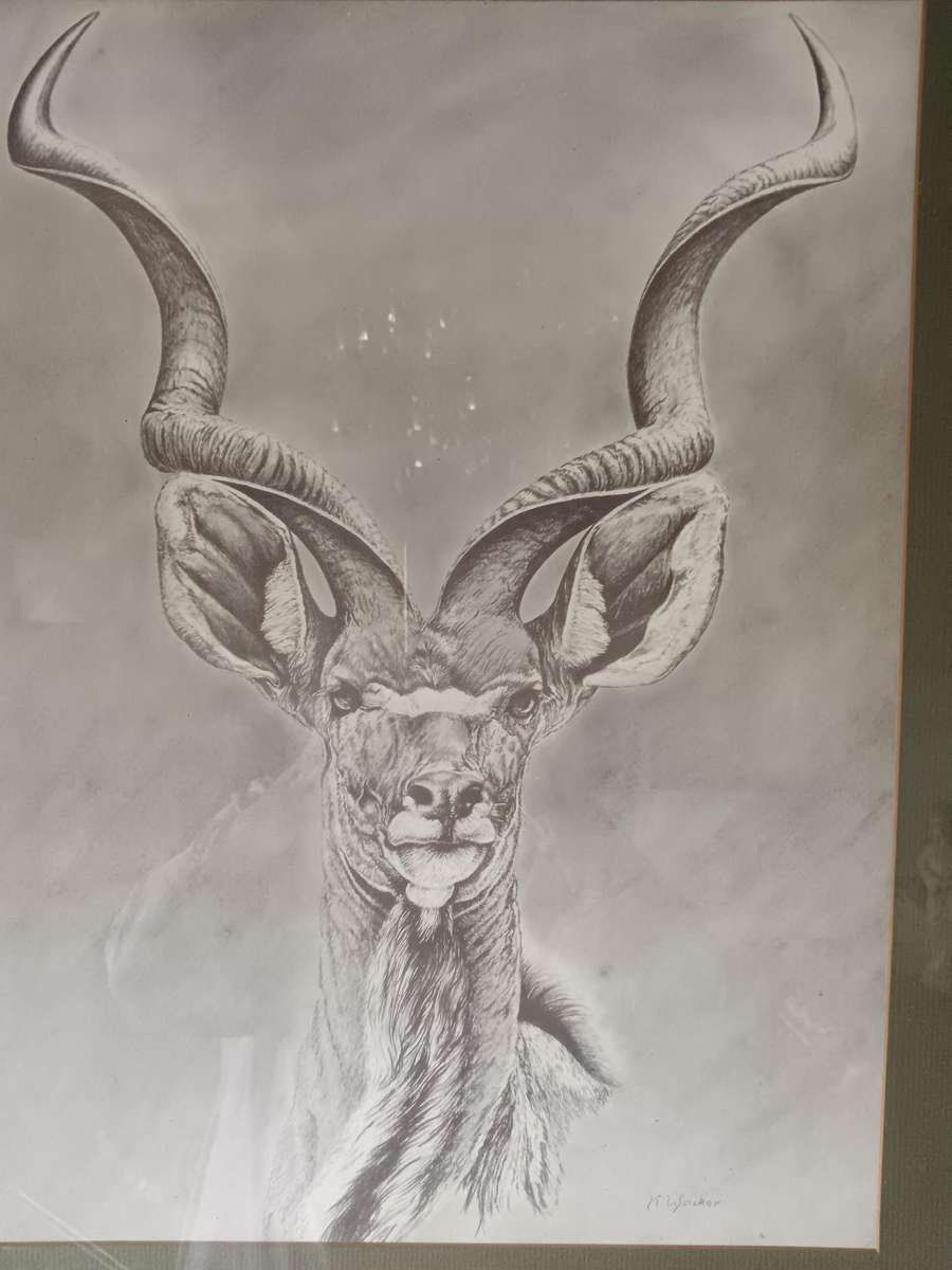 Beautiful Pencil Art Print of Kuda Framed