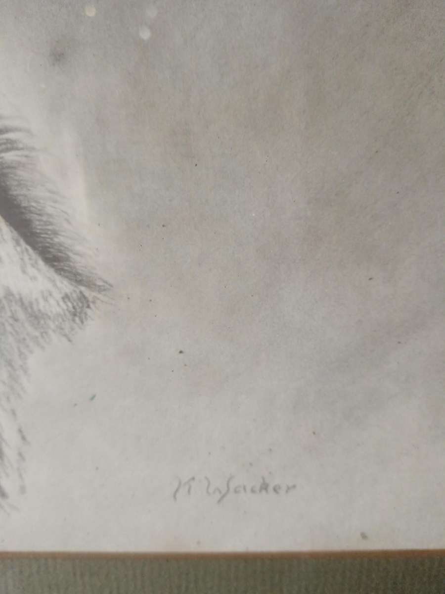 Beautiful Pencil Art Print of Kuda Framed