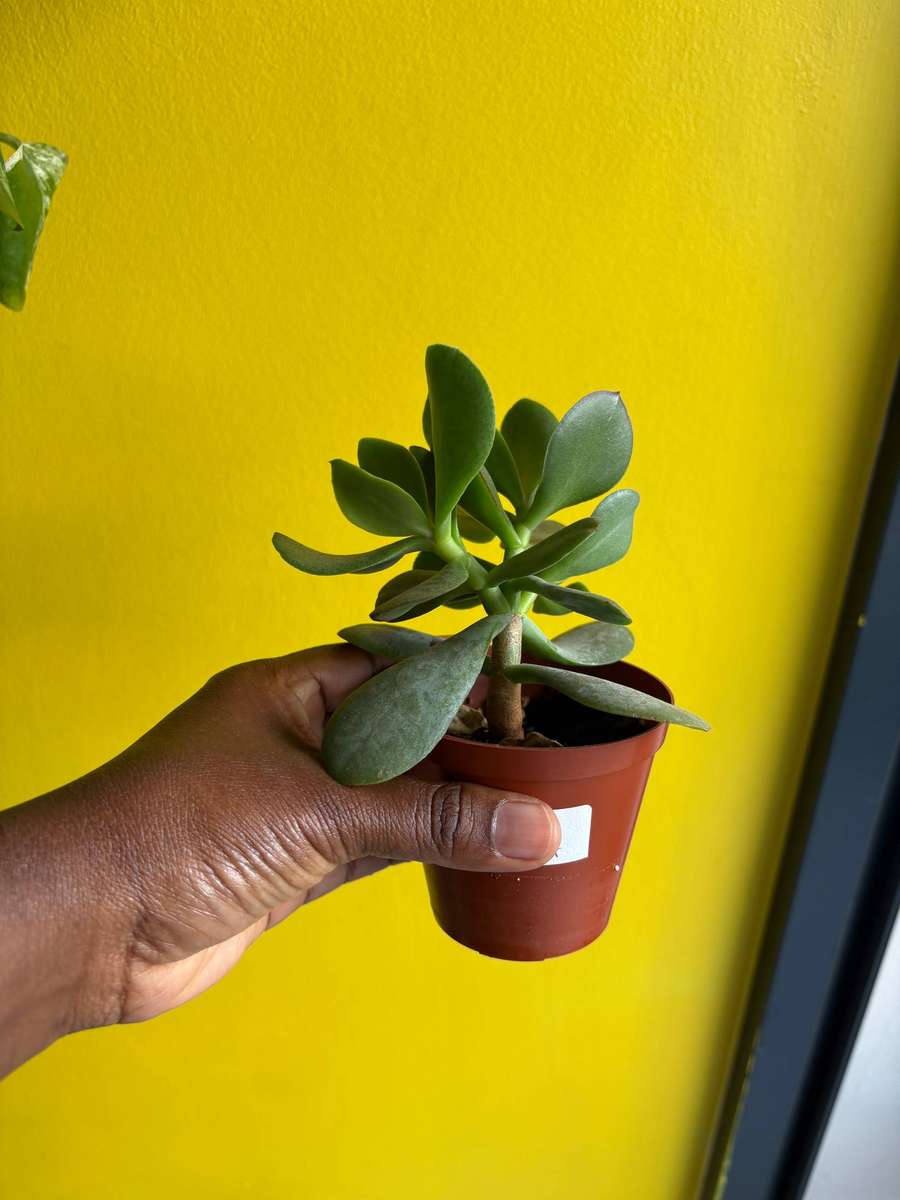 Jade Succulent